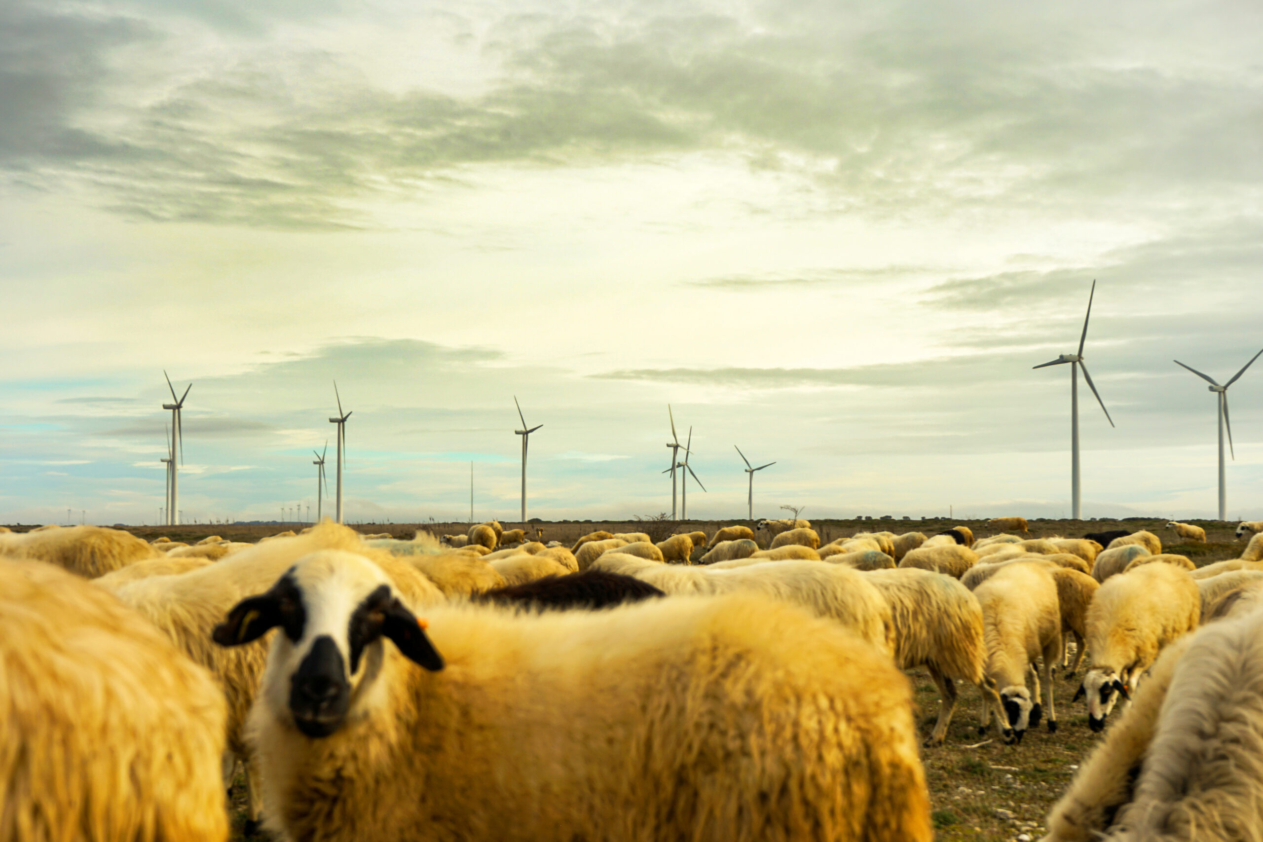 Sheep grazing at CTG Spain's Loras I wind farm in Burgos