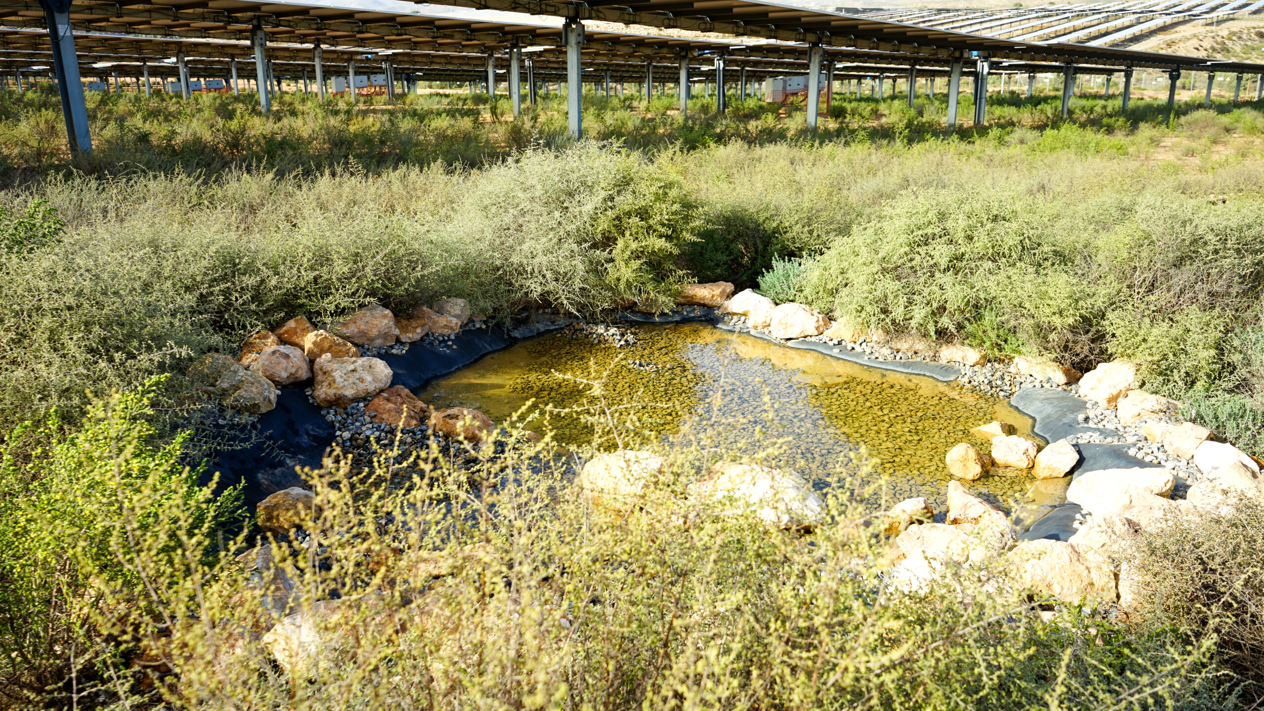 Drinking area for local fauna at Cadima PV Plant (Almería)